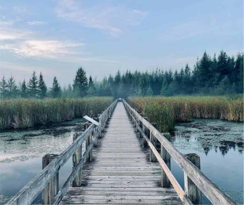 Holzsteg Im Moor