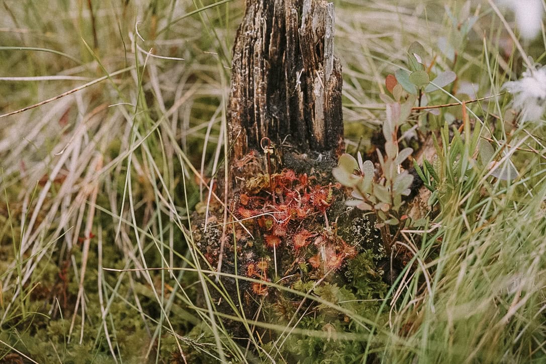 Mtm Blog micro abenteuer moor sonnentau